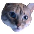 wandas5ChokbarSeraphina