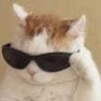 camdarCatflex