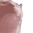 camdarCat