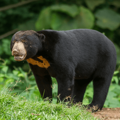 Oso malayo