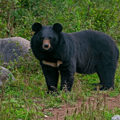 Oso negro asiático