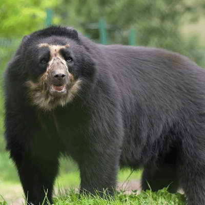 Oso andino