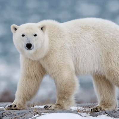 Oso polar