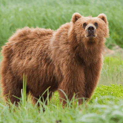 Oso pardo