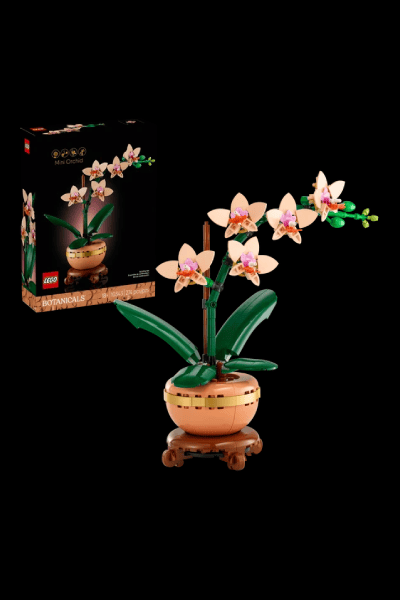 La orquídea en miniatura