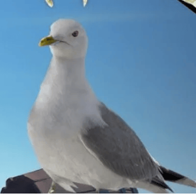 Gaivota