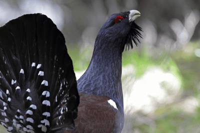 O galo-das-pedras