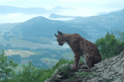 O lince