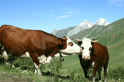 A vaca