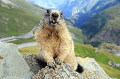 A marmota