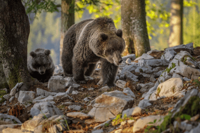 O urso-das-montanhas