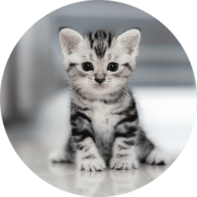 Gato