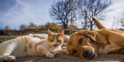 Pets