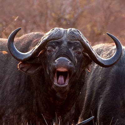 Bufalo 🐃