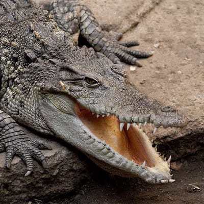 Coccodrillo 🐊