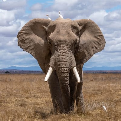 Elefante 🐘
