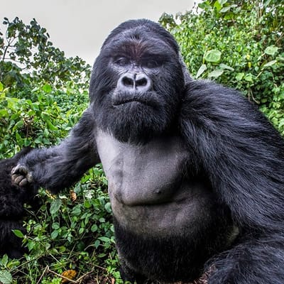 Gorilla 🦍