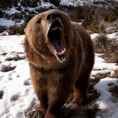 Grizzly 🐻