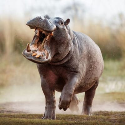 Ippopotamo 🦛
