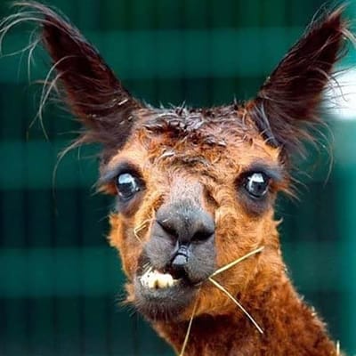 Lama 🦙
