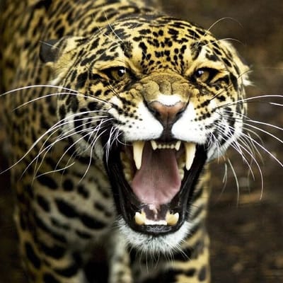 Leopardo 🐆