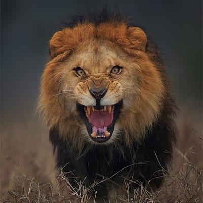 Leone 🦁
