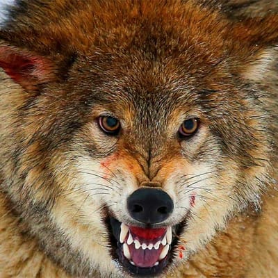 Lupo 🐺
