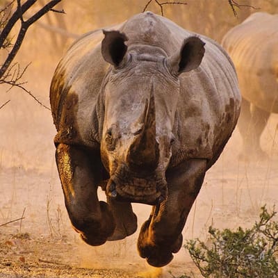 Rinoceronte 🦏