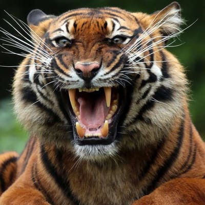 Tigre 🐅