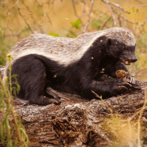 Tasso del miele 🦡