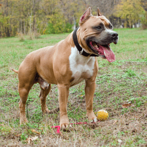 Pitbull 🐾