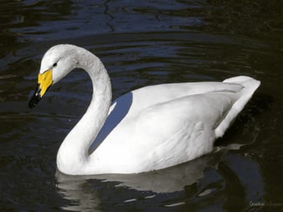Cygne chanteur