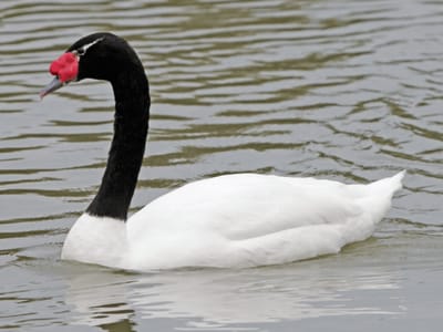 Cygne à cou noir