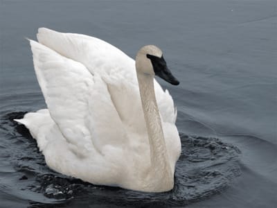 Cygne trompette