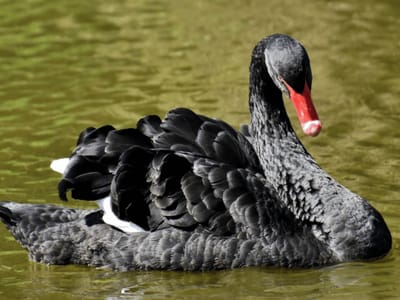 Cygne noir