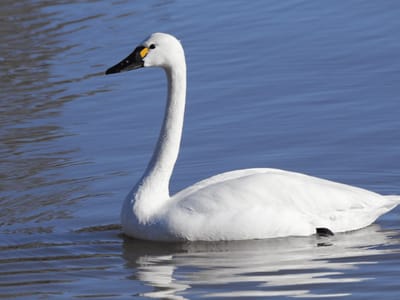 Cygne siffleur