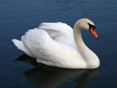 Cygne tuberculé