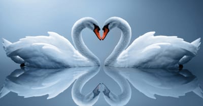 Cisnes