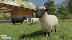 Ovejas