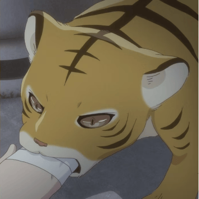 Signo del Tigre – Kisa
