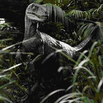 Velociraptor