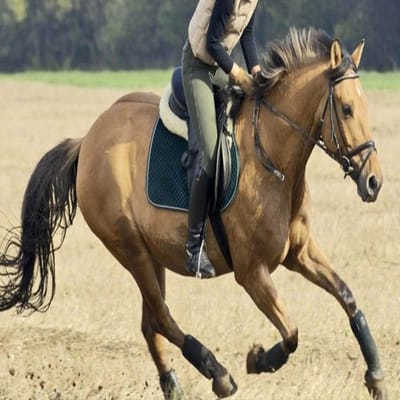 Cavalo