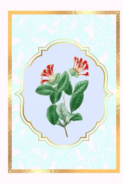 Caprifoglio (Edeline)