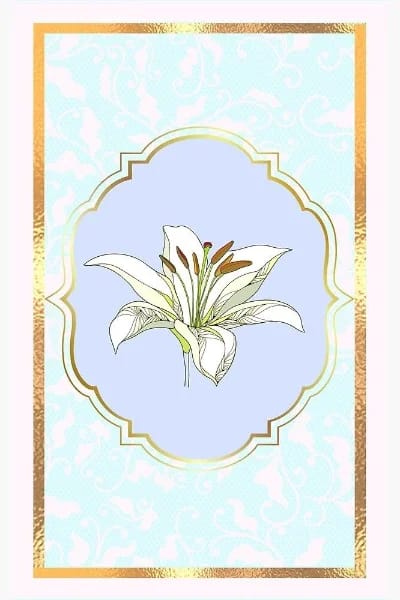 Giglio bianco (Lacey)