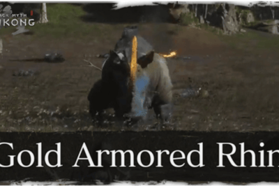 Rhinocéros Cuirassé d’or