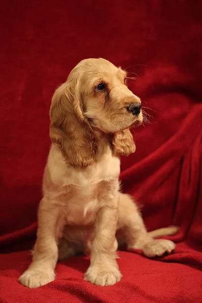 Cocker Spaniel Inglés