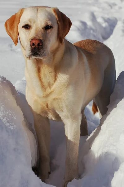 Labrador Retriever