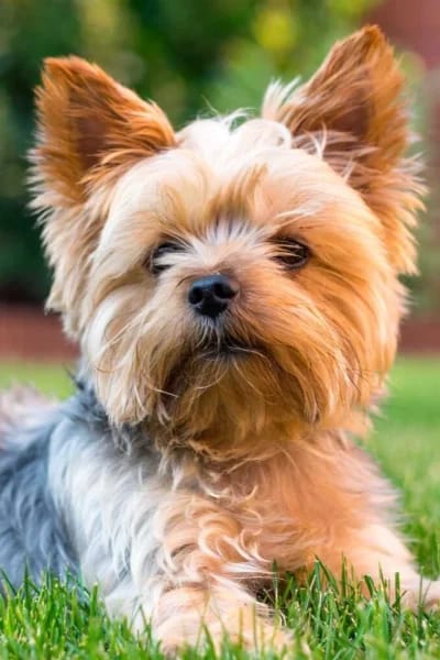 Yorkshire Terrier