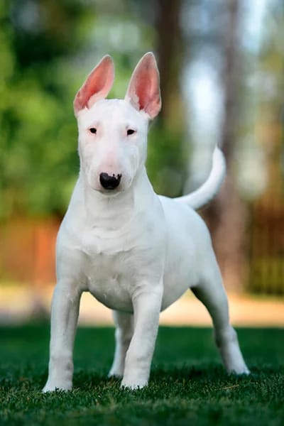 Bull Terrier