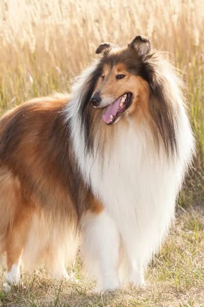 Collie